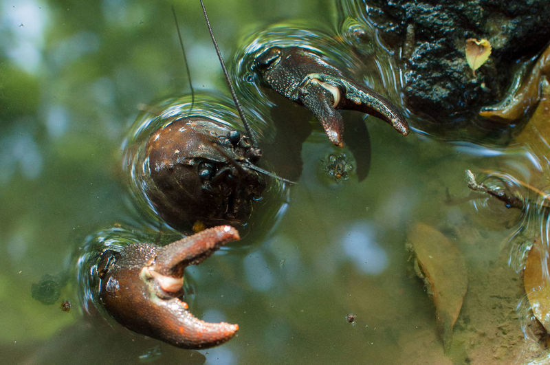 Close-up of crayfish in water