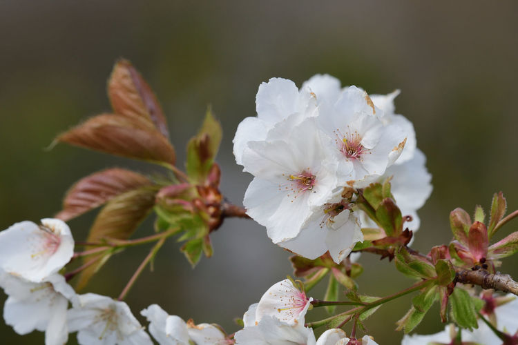 Close up of cherry blossom 