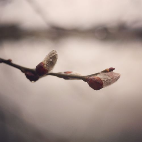 Close-up of twigs against blurred background