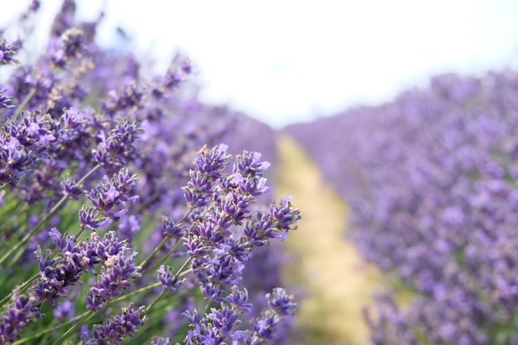 Close-up of lavender flowers on field