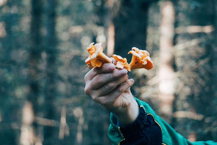 Cropped hand holding edible mushroom