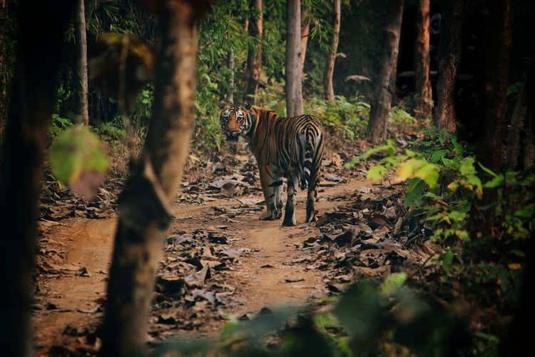 Tiger walking in forest