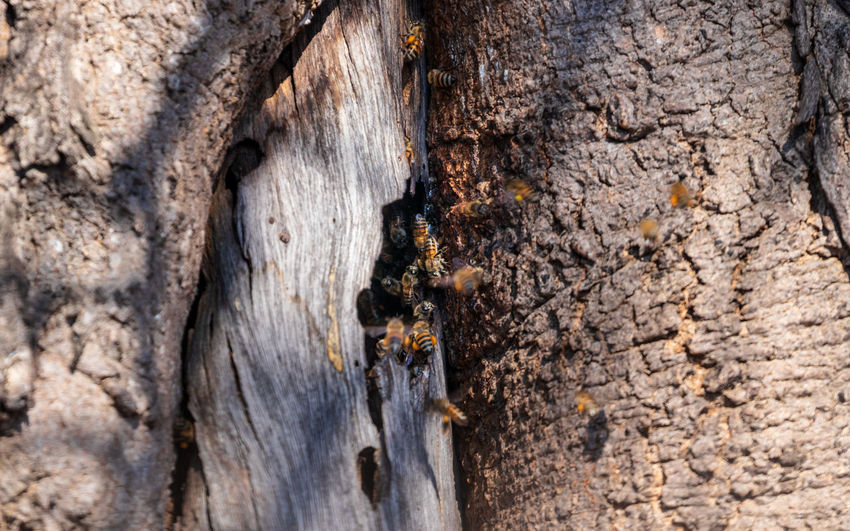 Close-up of bees on tree trunk