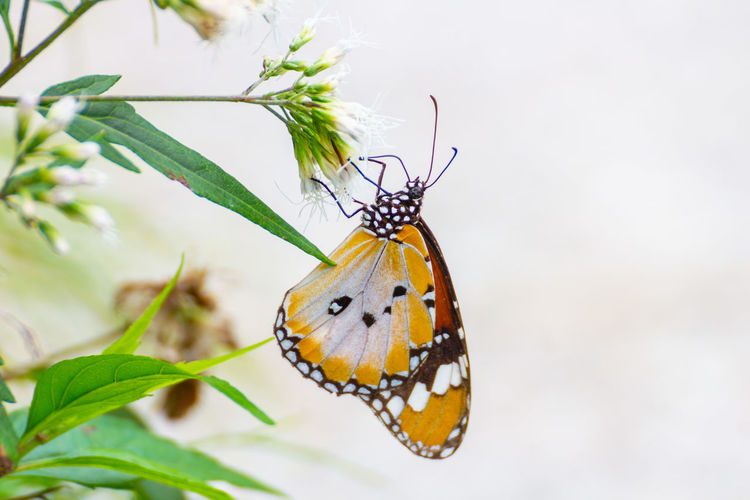 A close-up shot of butterfly with orange spotted wings pollinating a flower