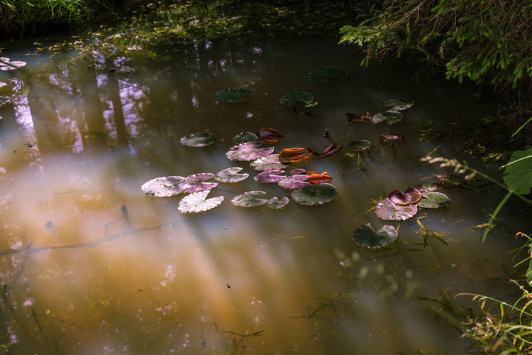 Small pond in the forest while light shining on water lilies.