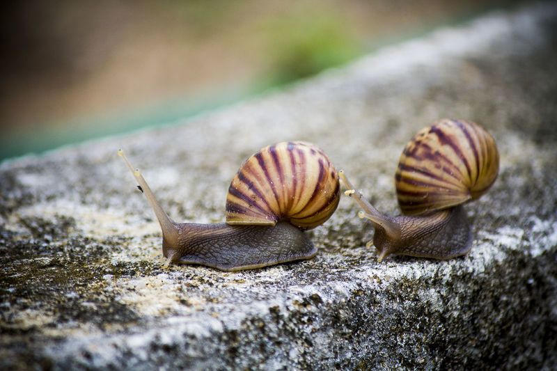 Close-up of snails on railing