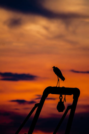 Silhouette bird perching on a orange sunset