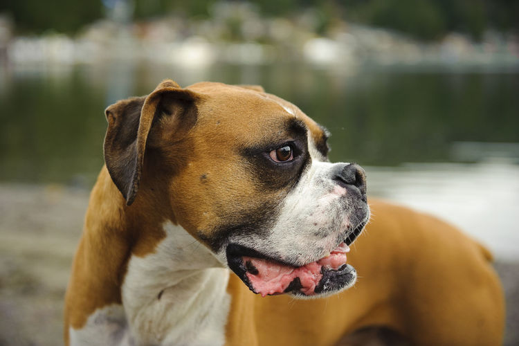 Close-up of boxer dog looking away against lake