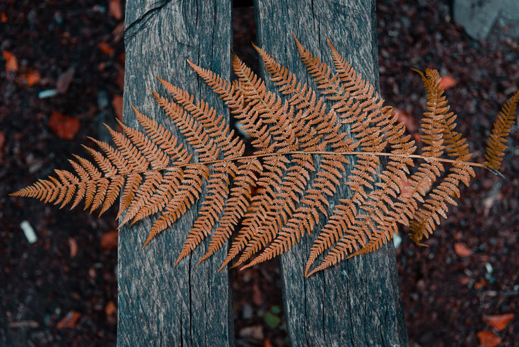 Close-up of dry leaves on tree trunk