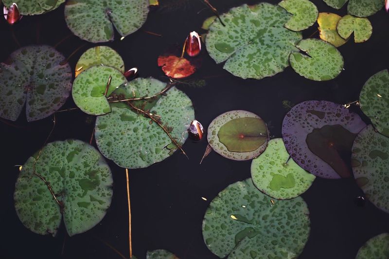 High angle view of lily pads on pond 