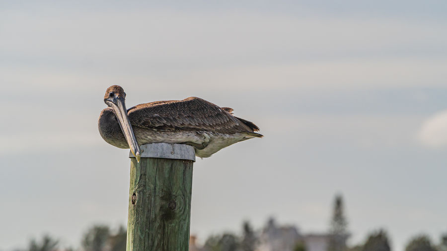 Close-up of bird perching on wooden post
