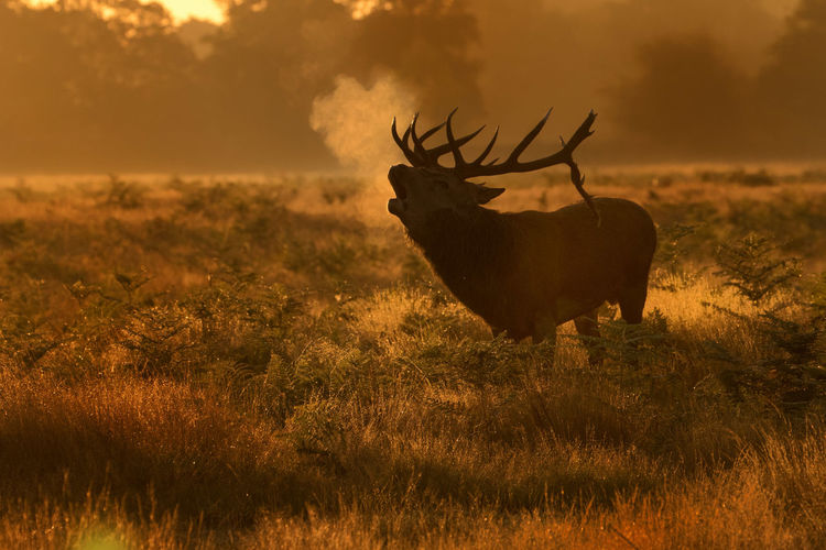 Red deer shouting on field during sunset