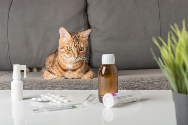A cat with a cold or flu sits on a sofa near a table with medicines. the concept of colds.