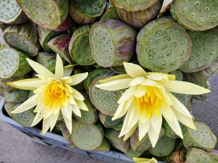 High angle view of water lily in bloom