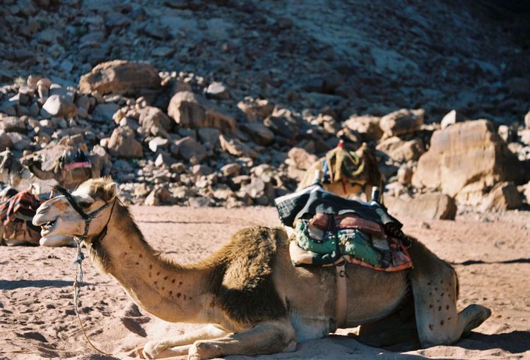 Sitting camel in front of stones in desert