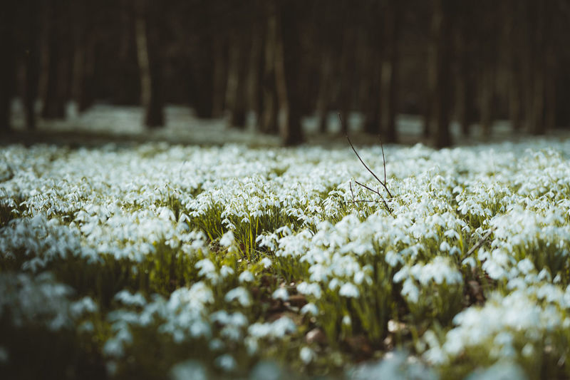Close-up of white flowering plants on snow land
