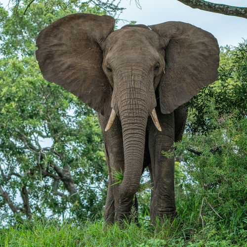 Young bull elephant in tree cover 