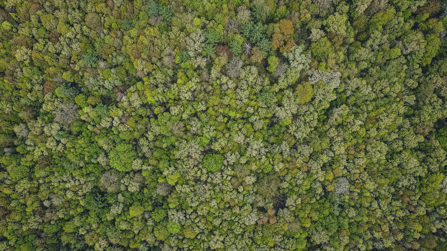 Drone view of a spring season forest in wisconsin