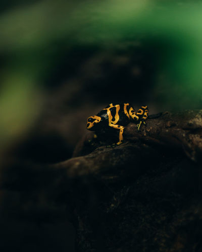 Close-up of insect on the ground