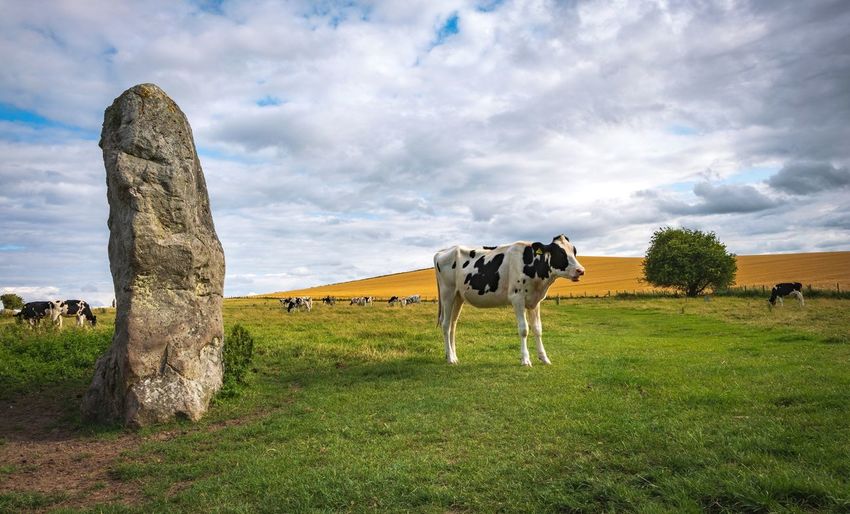 Cows grazing near prehistoric standing stones at avebury in wiltshire england united kingdom