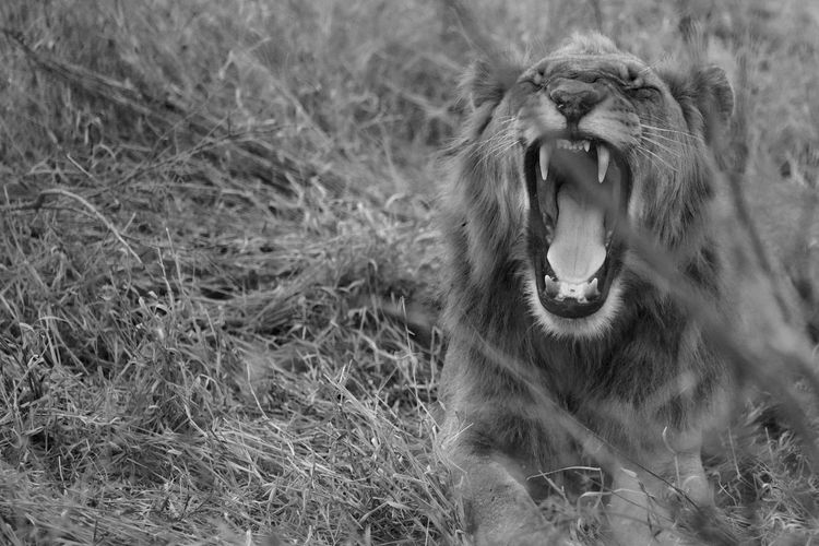 Close-up of lion yawning while sitting on land