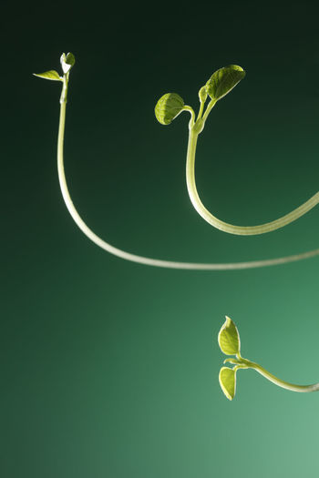 Close-up of sapling against green background