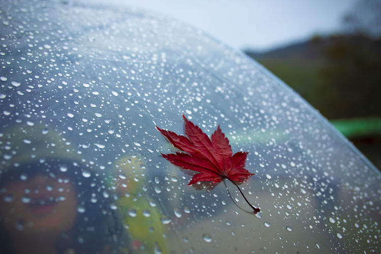 Red maple leave on transparent umbrella with rain drop background