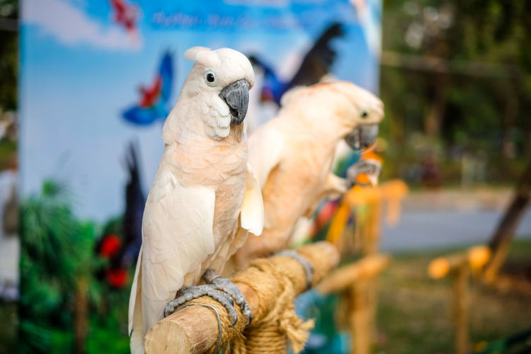 Close-up of cockatoos