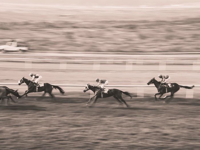 Thoroughbred race in action