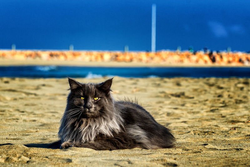Portrait of a cat sitting on a sand