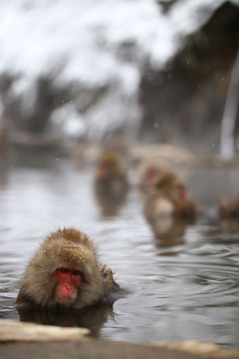 Close-up of monkeys in hot spring