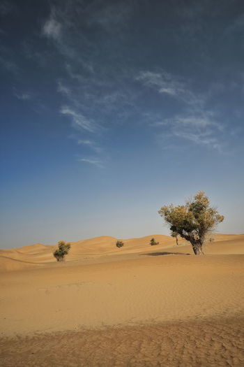 0276 isolated desert poplar-populus euphratica deciduous trees-taklamakan desert. xinjiang -china.