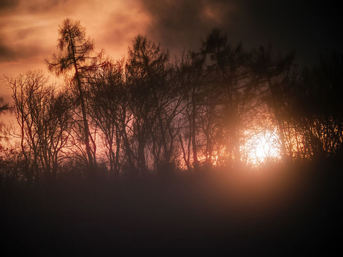Low angle view of silhouette trees against sky during sunset