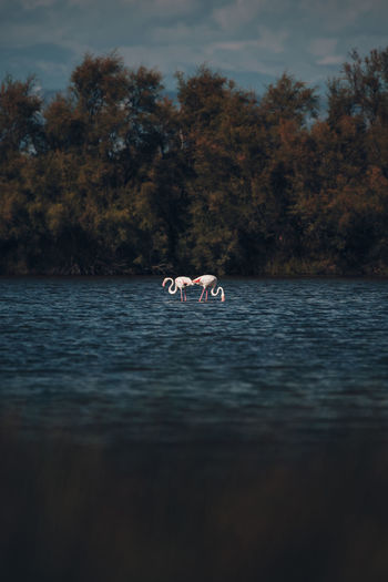 View of flamingos in lake