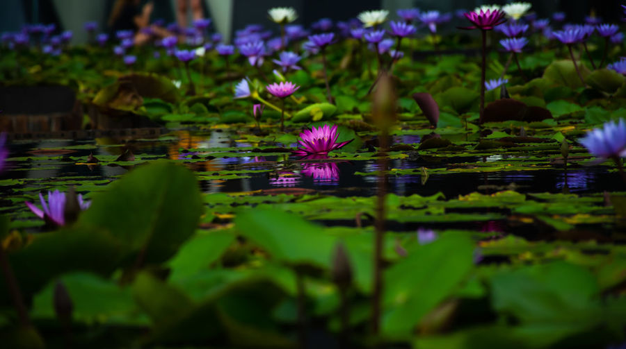 Purple water lily in lake