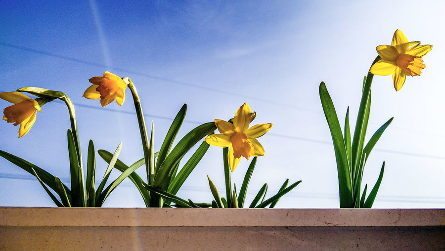 Low angle view of yellow daffodils blooming against sky
