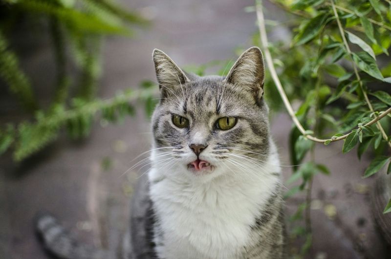 Portrait of funny cat