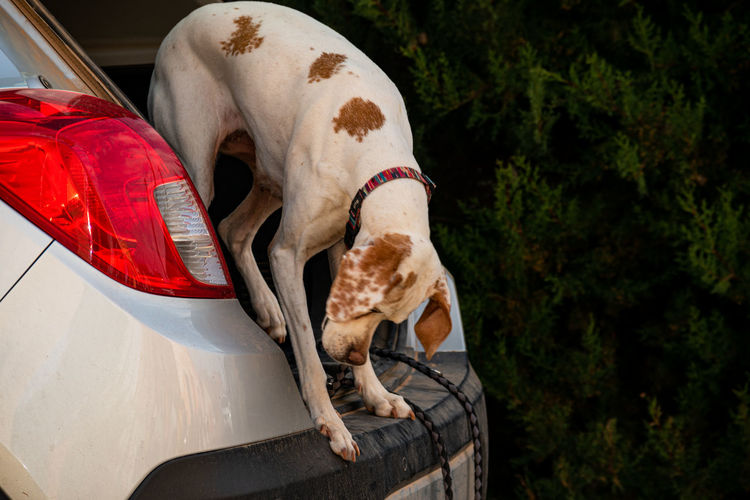 Close-up of a dog and a car