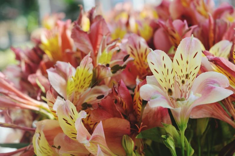Close-up of alstroemeria blooming outdoors