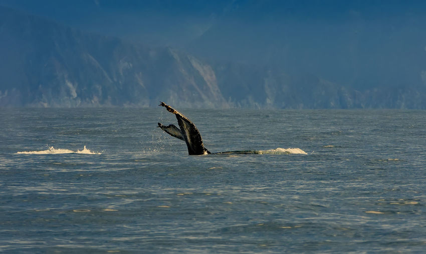 Selective focus. the humpback whale swimming in the pacific ocean, tail of the whale diving.
