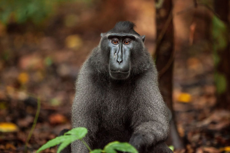 Portrait of gorilla sitting on land