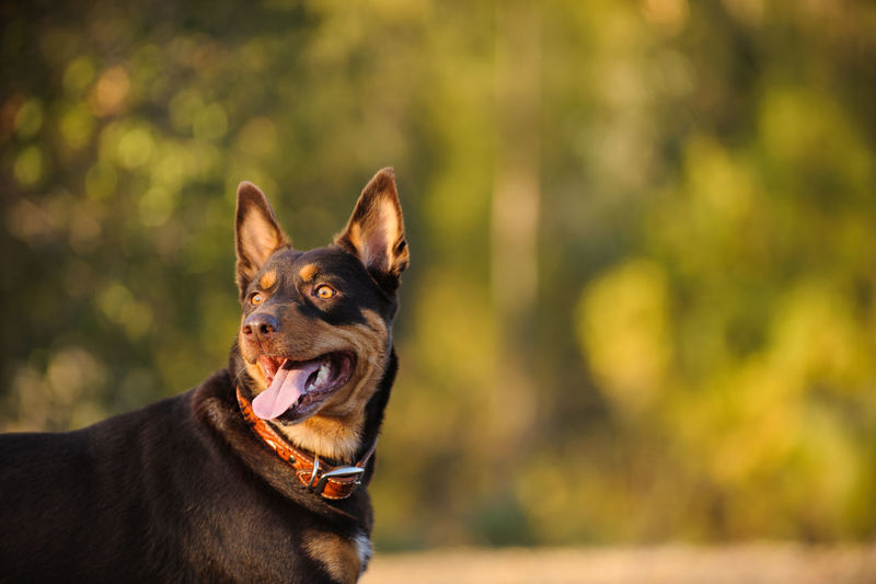 Close-up of australian kelpie looking away while standing