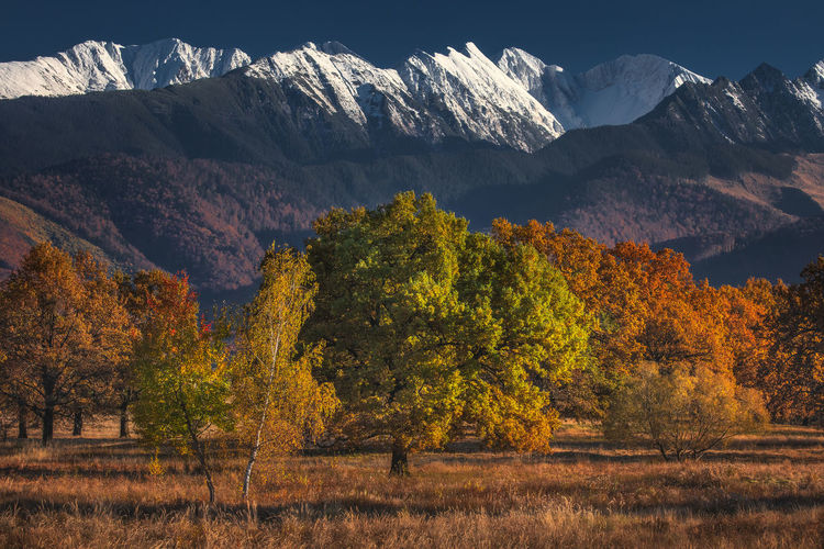 Trees on field against snowcapped mountains during autumn