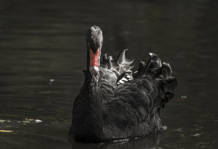 Close-up of black swan in water