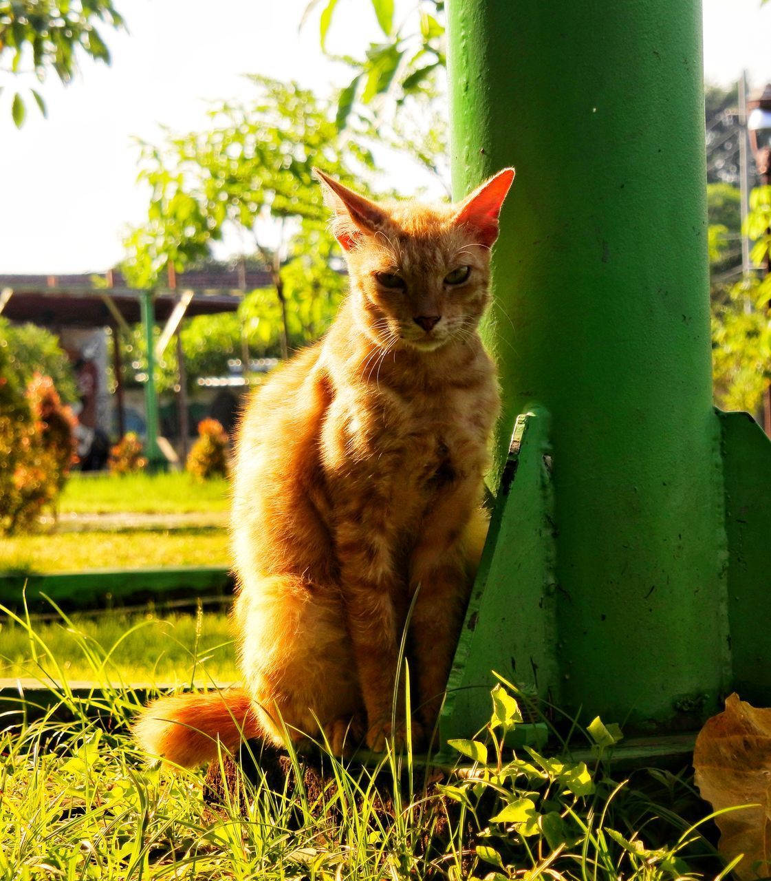 PORTRAIT OF CAT SITTING ON GRASS