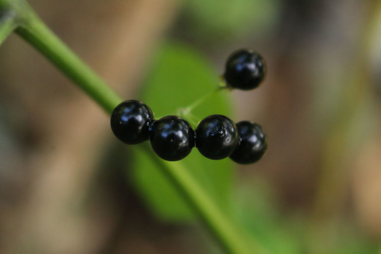 Close-up of berries growing outdoors