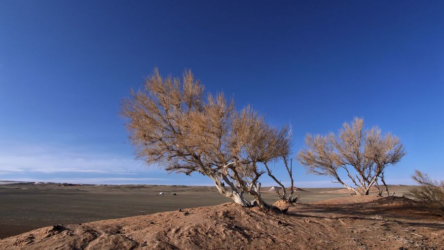 Bare tree against clear blue sky