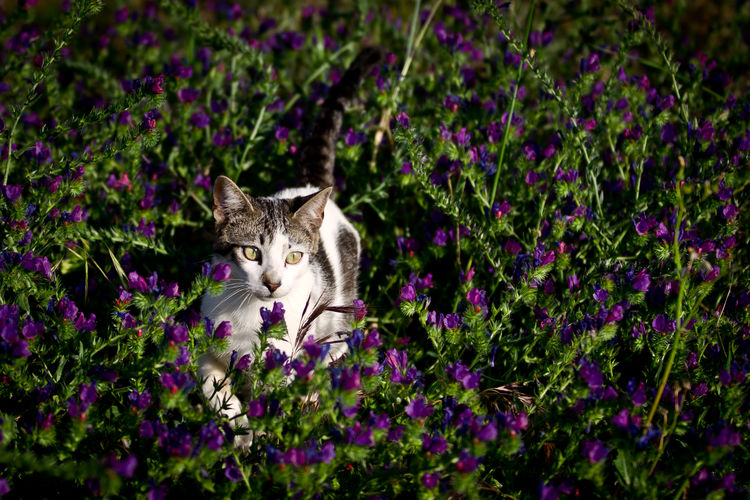 Portrait of cat on purple flowering plants