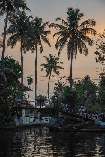 Silhouette palm trees by swimming pool against sky during sunset