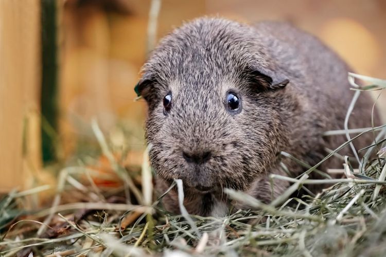Close-up portrait of guinea pig